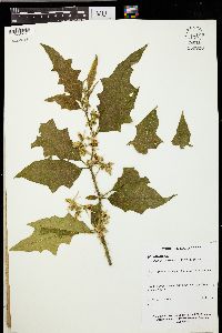 Solanum adhaerens image