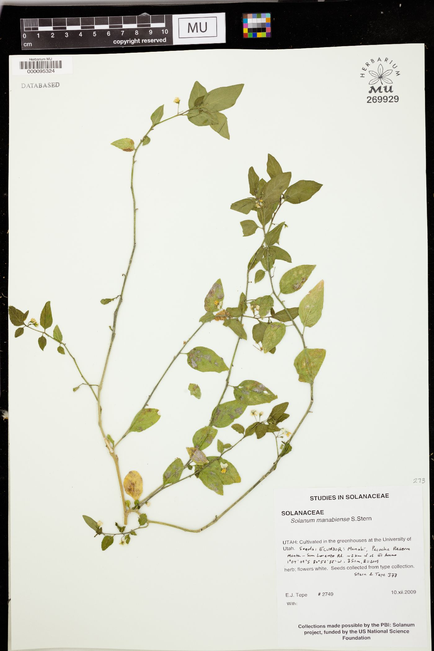 Solanum manabiense image