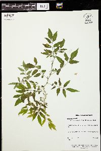 Solanum suaveolens image