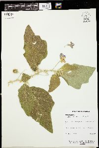 Solanum melongena image