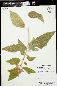 Solanum incanum image