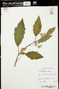 Solanum inaequilaterum image