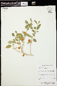 Solanum tomentosum image