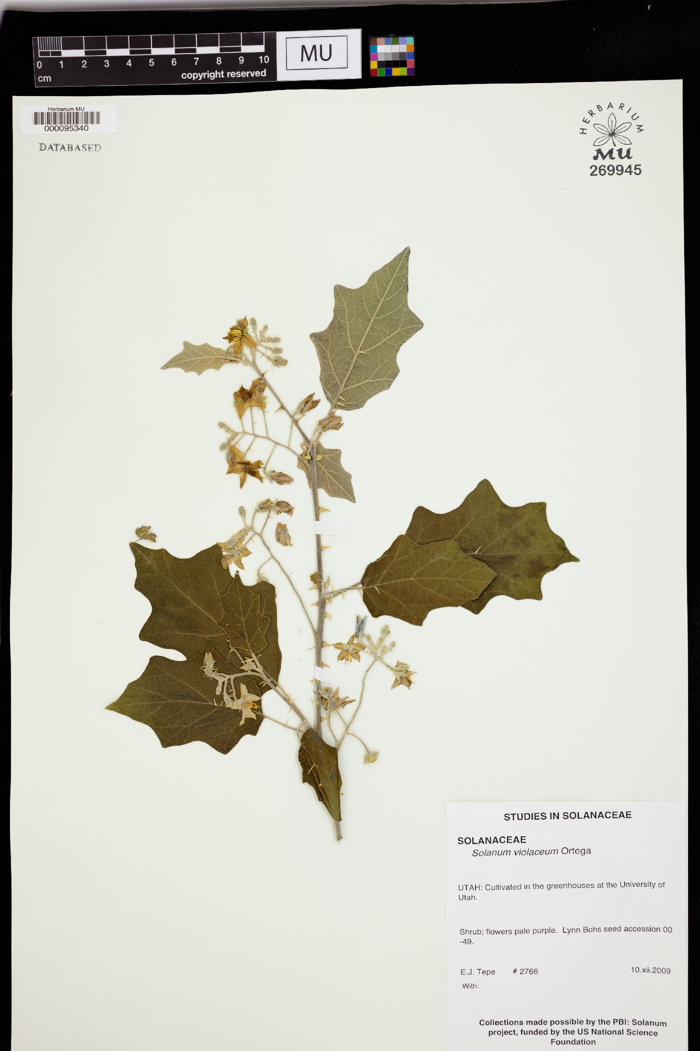 Solanum violaceum image