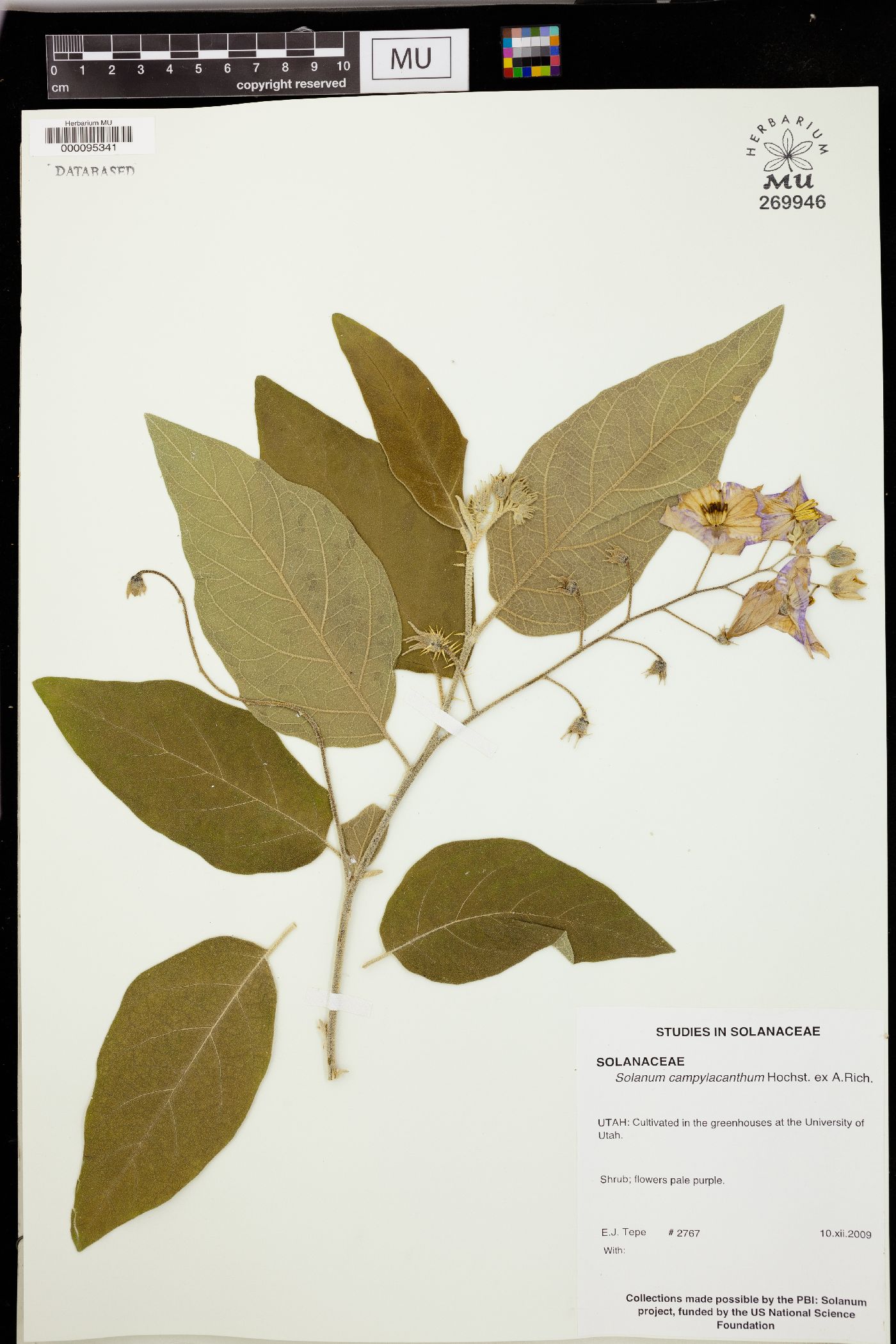 Solanum campylacanthum image