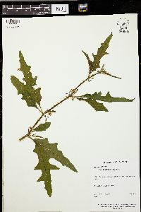 Solanum tampicense image