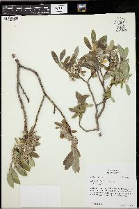 Salix vestita image