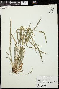 Carex kraliana image