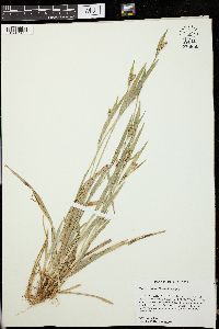 Carex kraliana image