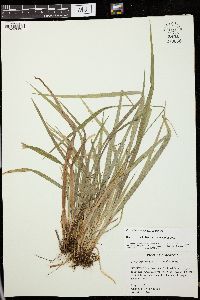 Carex kraliana image