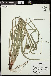 Carex grayi image