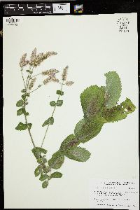 Mentha × rotundifolia image