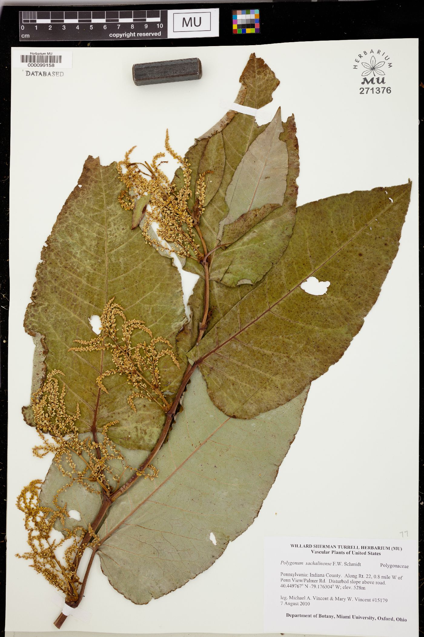 Polygonum sachalinense image