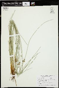Juncus coriaceus image