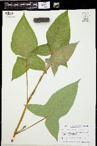 Persicaria arifolia image