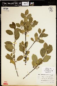 Frangula alnus image