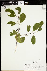 Frangula alnus image