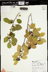 Frangula alnus image