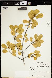 Frangula alnus image