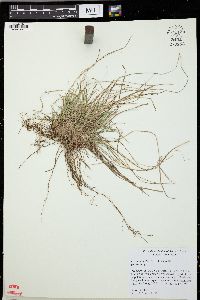 Carex umbellata image