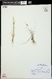 Carex viridula image