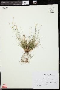 Carex eburnea image