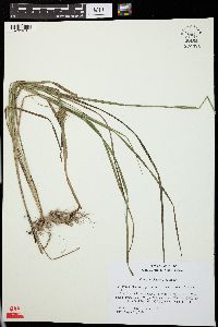 Carex louisianica image