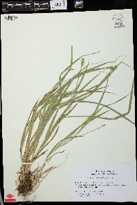 Carex cephaloidea image