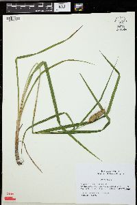 Carex typhina image