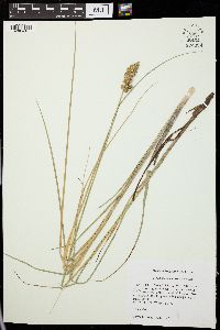 Carex oklahomensis image