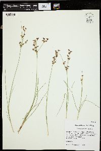 Juncus compressus image