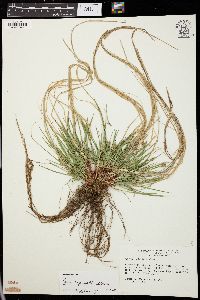 Carex reznicekii image