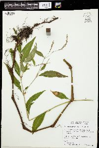 Persicaria robustior image