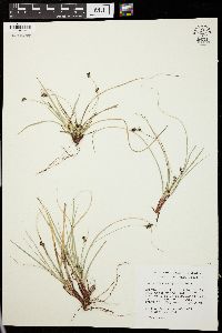 Carex nigromarginata image