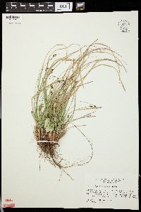 Carex nigromarginata image