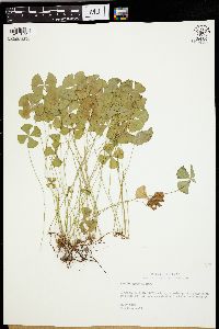 Marsilea macropoda image