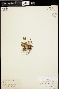 Marsilea macropoda image