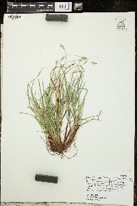 Carex albicans image