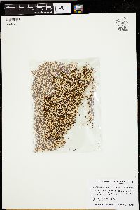 Chenopodium quinoa image