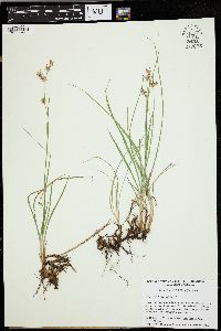 Juncus howellii image