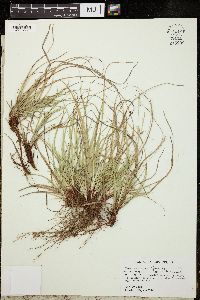 Carex albicans image