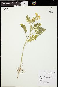 Solanum rostratum image