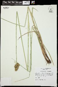 Carex oklahomensis image