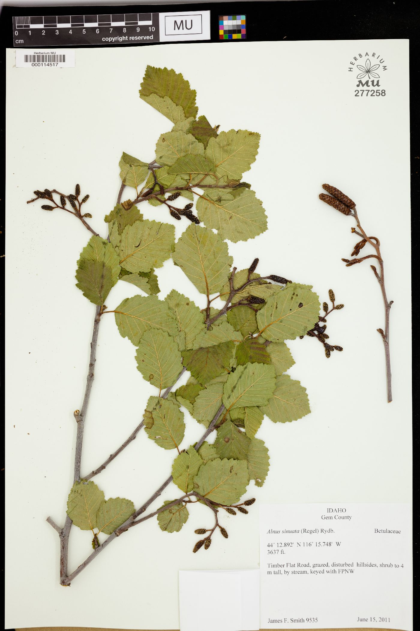 Alnus sinuata image