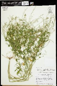 Rorippa sylvestris image