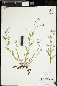 Myosotis sylvatica image