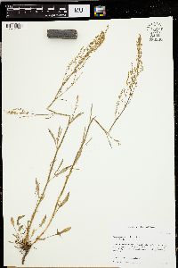 Rumex hastatulus image