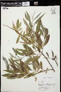 Salix sericea image