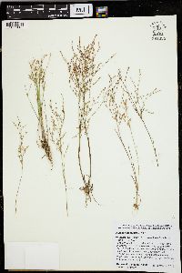 Juncus pelocarpus image