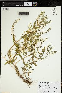 Veronica anagallis-aquatica image